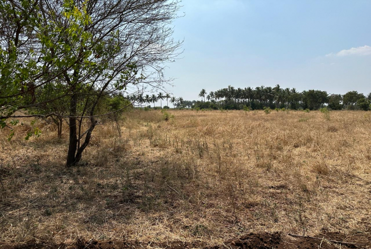 100 Cents, Agricultural farm land for sale in Sulur